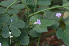 Ipomoea triloba
